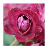 All Ornamental Shrubs * | Burgundy Ice' Bush Rose 4L Pot