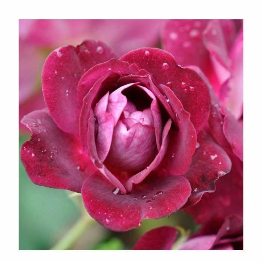 All Ornamental Shrubs * | Burgundy Ice' Bush Rose 4L Pot