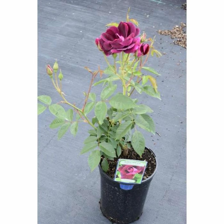 All Ornamental Shrubs * | Burgundy Ice' Bush Rose 4L Pot