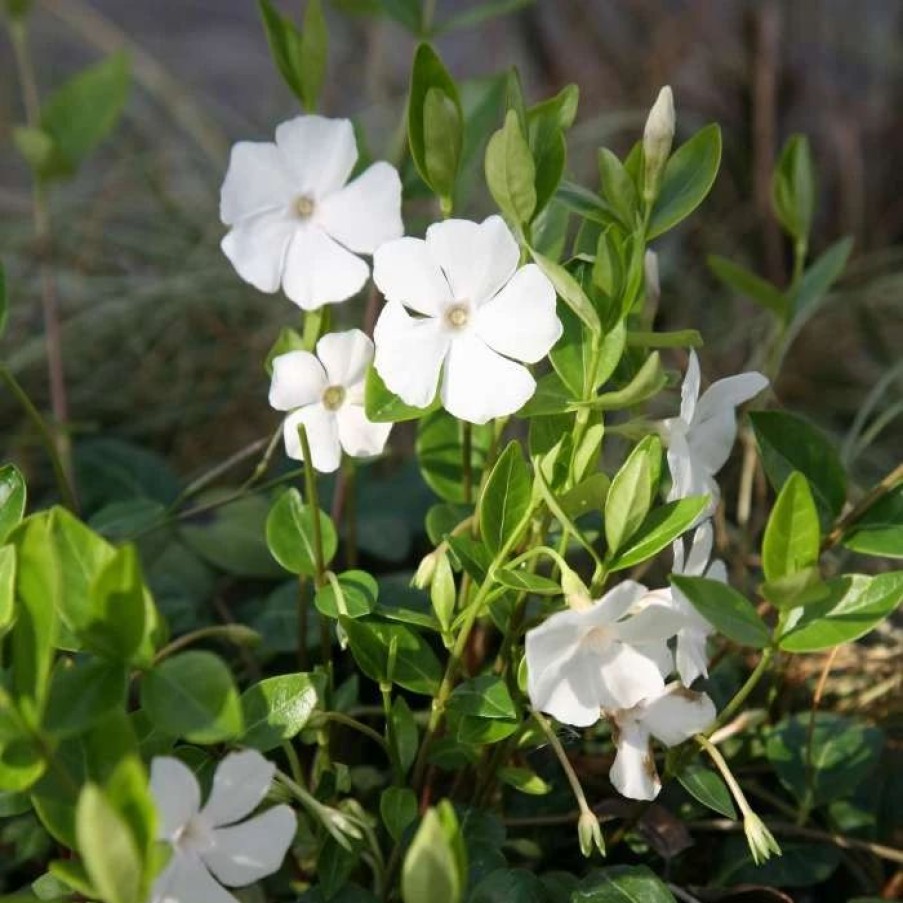 All Ornamental Shrubs * | Vinca Minor F. Alba Gertrude Jekyll | 2L Pot