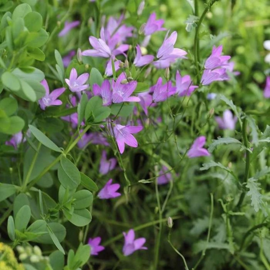 Campanula Plants * | Campanula Patula | 9Cm Pot