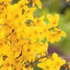 All Ornamental Shrubs * | Forsythia Intermedia Week End ('Courtalyn') | 12L Pot