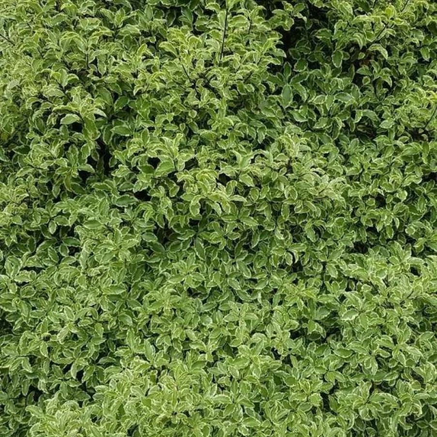 All Ornamental Shrubs * | Pittosporum Tenuifolium Silver Queen | 2L Pot