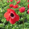 Anemone Plants * | Anemone Coronaria Harmony Scarlet (Harmony Series) | 2 Litre Pot