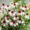 Echinacea Plants * | Echinacea Pretty Parasols ('Js Engeltje') (Pbr) | 9Cm Pot