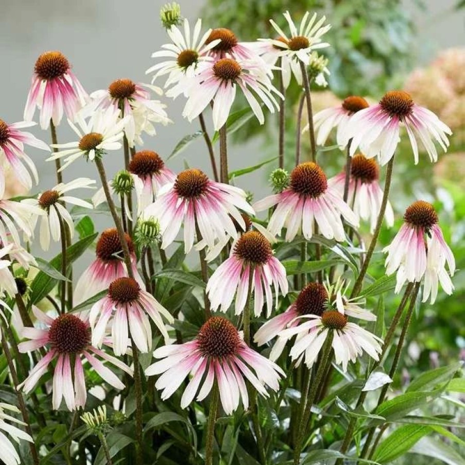 Echinacea Plants * | Echinacea Pretty Parasols ('Js Engeltje') (Pbr) | 9Cm Pot