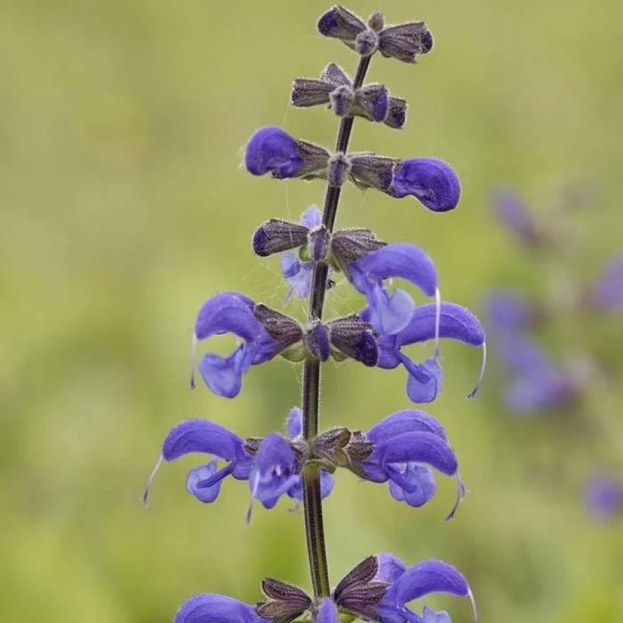 Salvia Plants * | Salvia Pratensis | 9Cm Pot