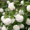 All Ornamental Shrubs * | Viburnum Opulus Roseum | 2L Pot