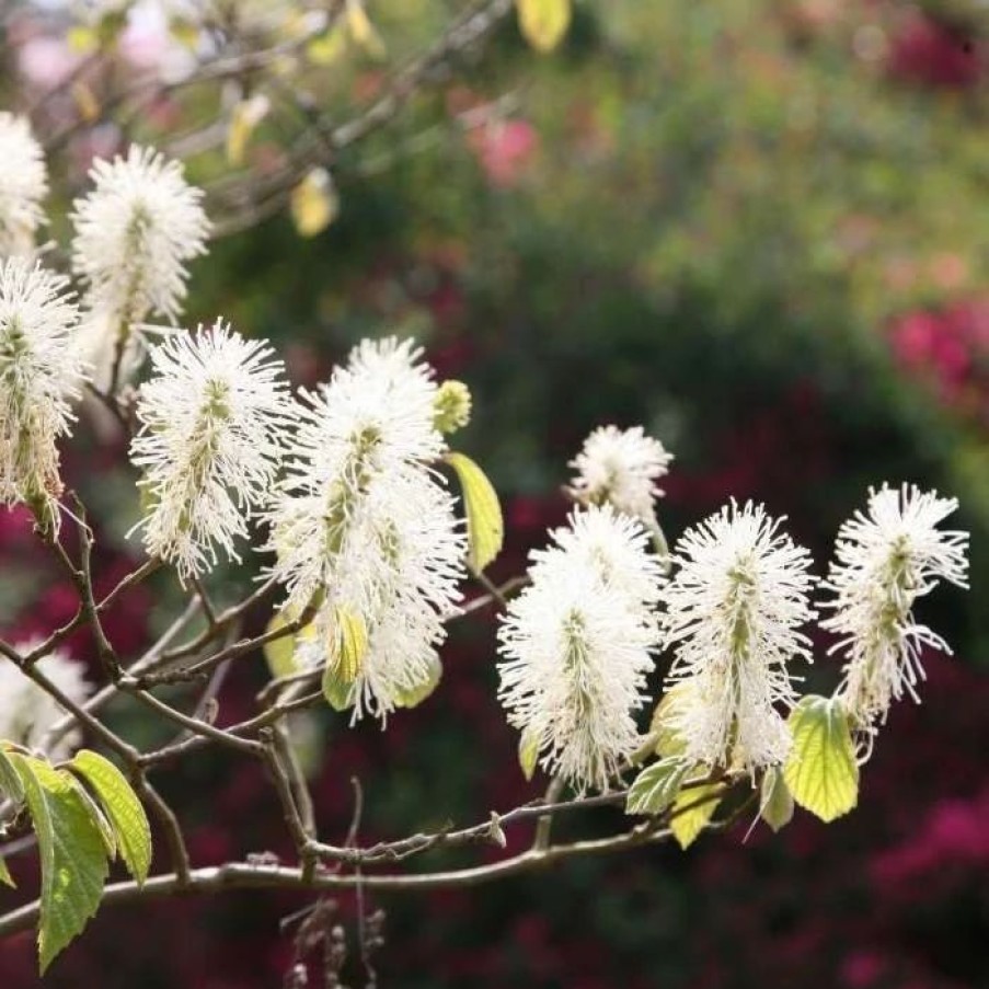 All Ornamental Shrubs * | Fothergilla Major | 12L Pot