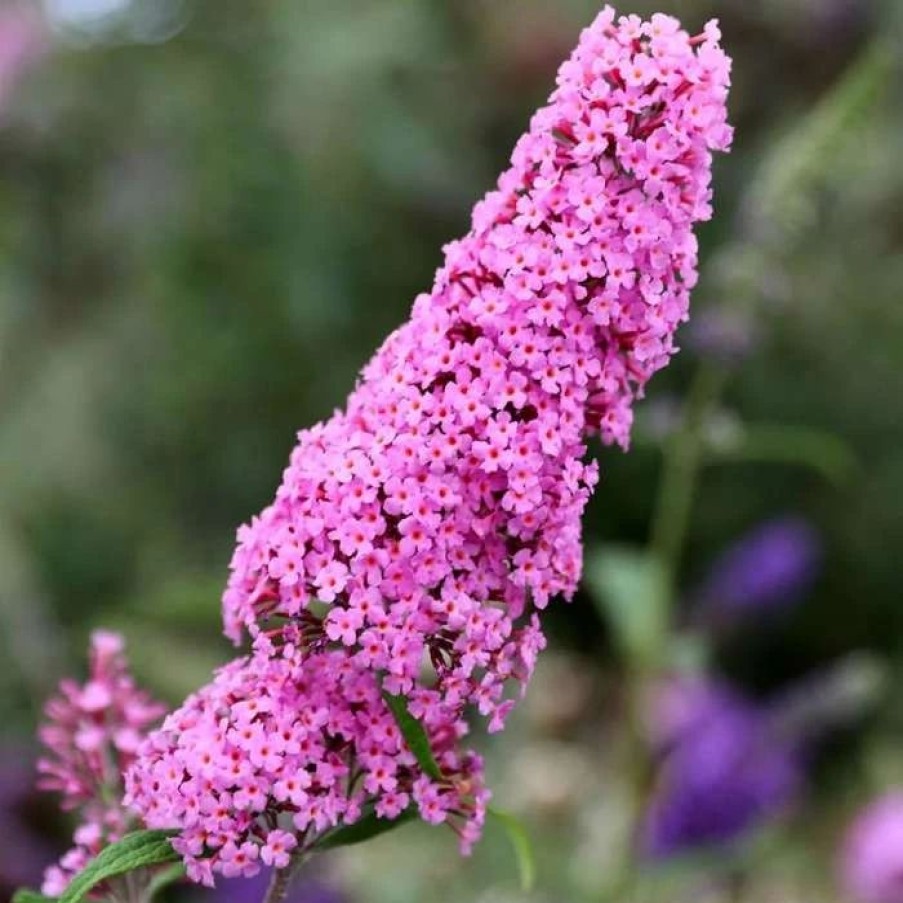 All Ornamental Shrubs * | Buddleja Pink Delight | 10L Pot