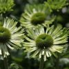 Echinacea Plants * | Echinacea Purpurea Green Jewel (Pbr) | 9Cm Pot