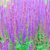 Salvia Plants * | Salvia Nemorosa Ostfriesland | 2L Pot