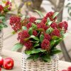 All Ornamental Shrubs * | Skimmia Japonica Red Dwarf ('Moerings 2') (Pbr) | 9Cm Pot