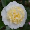 All Ornamental Shrubs * | Camellia X Williamsii Jury'S Yellow | 10 Lt Pot