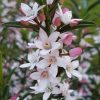 All Ornamental Shrubs * | Eriostemon Flower Girl Pink | 2 Litre Pot