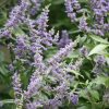 All Ornamental Shrubs * | Vitex Agnus-Castus Delta Blues ('Piivac-I') | 2L Pot