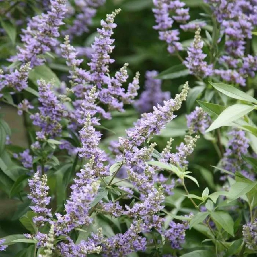 All Ornamental Shrubs * | Vitex Agnus-Castus Delta Blues ('Piivac-I') | 2L Pot