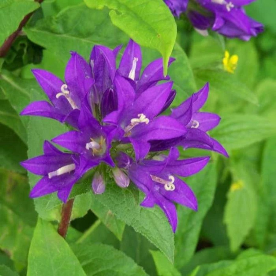 Campanula Plants * | Campanula Glomerata Superba | 2L Pot