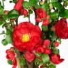 All Ornamental Shrubs * | Chaenomeles Speciosa Scarlet Storm (Pbr) | 3 Litre Pot