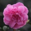 All Ornamental Shrubs * | Camellia X Williamsii Debbie | 3 Litre Pot