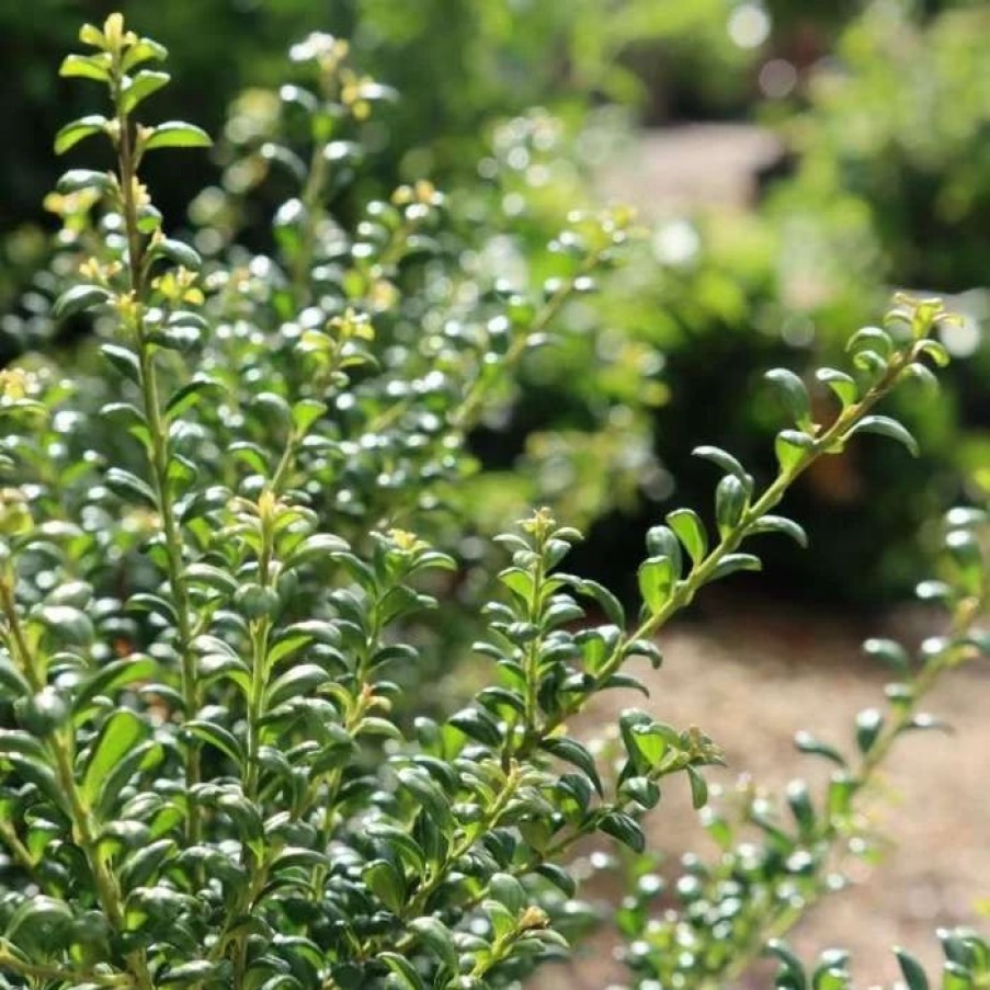 All Ornamental Shrubs * | Ilex Crenata Convexa | 9Cm Pot