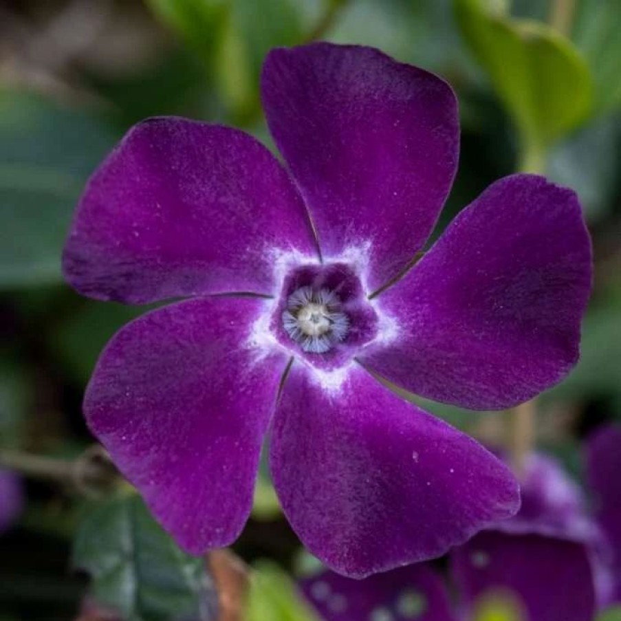 All Ornamental Shrubs * | Vinca Minor Atropurpurea | 9Cm Pot