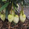 All Ornamental Shrubs * | Crinodendron Hookerianum Alf Robbins (Pbr) | 2L Pot