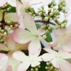 All Ornamental Shrubs * | Viburnum Plicatum F. Tomentosum Kilimanjaro Sunrise ('Jww5') (Pbr) | 7.5L Pot