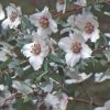 All Ornamental Shrubs * | Philadelphus Maculatus Sweet Clare | 2 Litre Pot