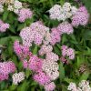 All Ornamental Shrubs * | Spiraea Japanica Shirobana | 2L Pot