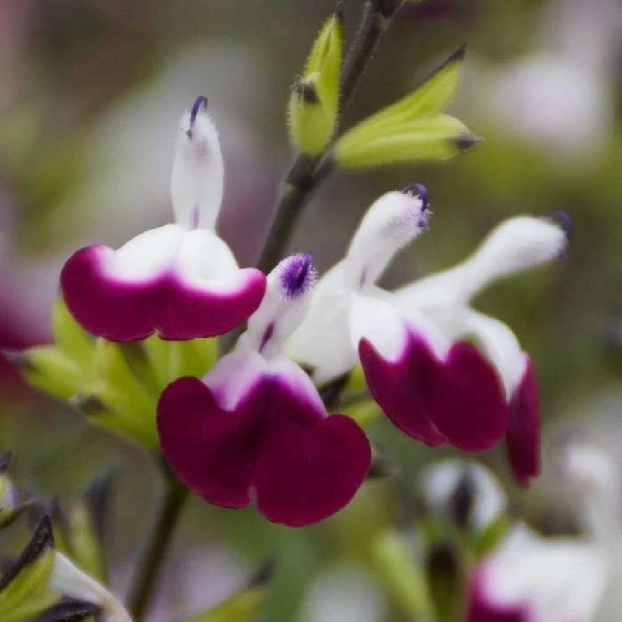 Salvia Plants * | Salvia Amethyst Lips ('Dyspurp') (Pbr) | 9Cm Pot