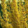 All Ornamental Shrubs * | Forsythia Intermedia Mikador ('Minfor6') (Pbr) | 2L Pot