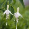 All Ornamental Shrubs * | Fuchsia Hawkshead | 9Cm Pot