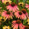 Echinacea Plants * | Echinacea Summer Cocktail (Pbr) | 2L Pot