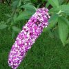 All Ornamental Shrubs * | Buddleja Berries And Cream ('Pmoore14') (Pbr) | 2L Pot