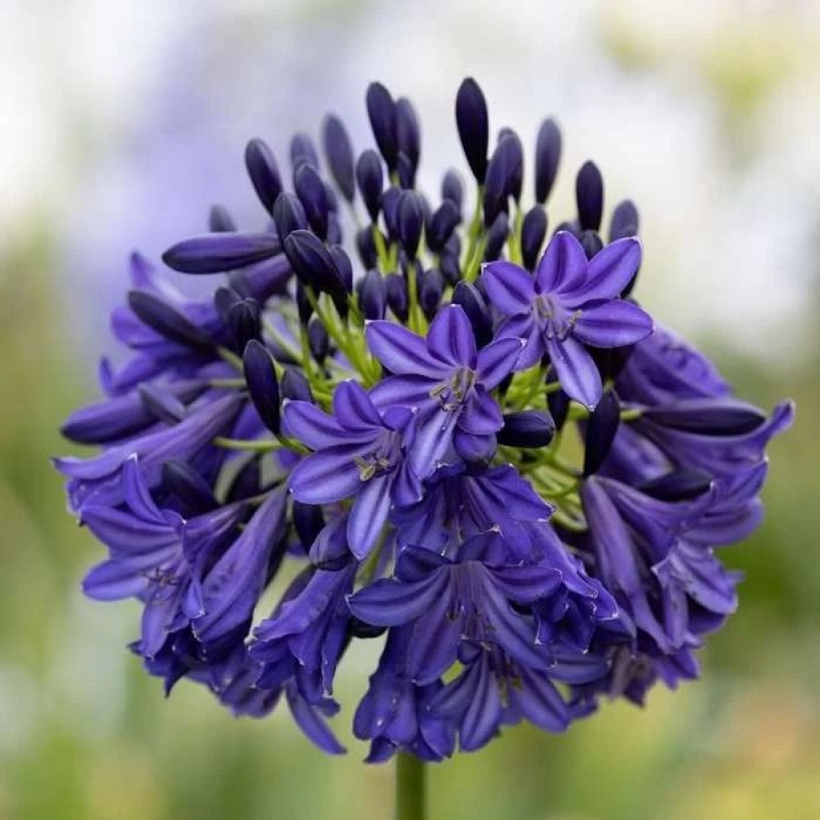 Agapanthus Plants * | Agapanthus Dark Silk | 2 Litre Pot