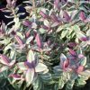 All Ornamental Shrubs * | Hebe Silver Dollar | 2 Litre Pot