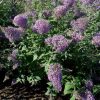 All Ornamental Shrubs * | Buddleja Davidii Gulliver (Pbr) | 2L Pot