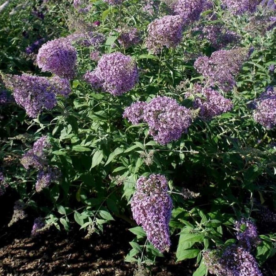 All Ornamental Shrubs * | Buddleja Davidii Gulliver (Pbr) | 2L Pot