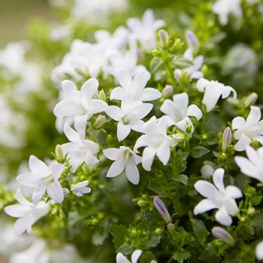 Campanula Plants * | Campanula Portenschlagiana Ambella White ('Ptw1101') (Pbr) (Ambella Series) | 10.5Cm Pot