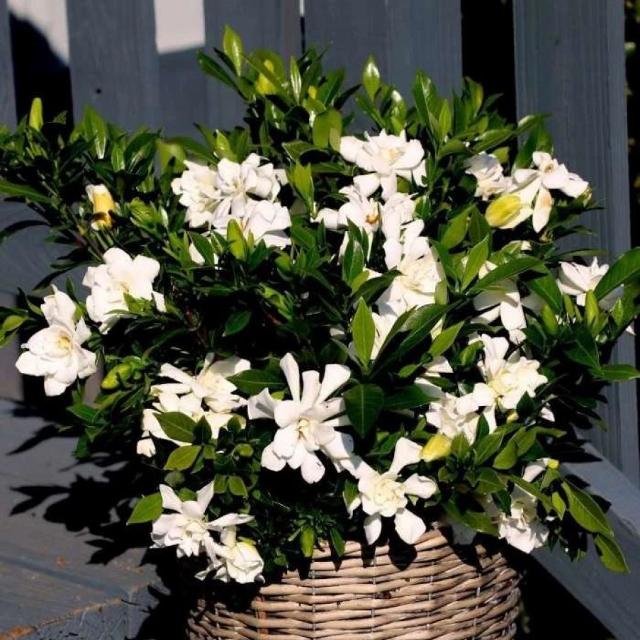 All Ornamental Shrubs * | Gardenia Jasminoides Celestial Star (Pbr) | 1.5L Pot