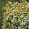 All Ornamental Shrubs * | Choisya Dewitteana Goldfingers ('Limo') (Pbr) | 2L Pot