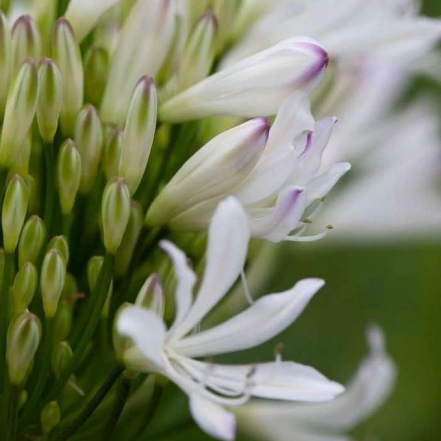 Agapanthus Plants * | Agapanthus Strawberry Ice | 9Cm Pot