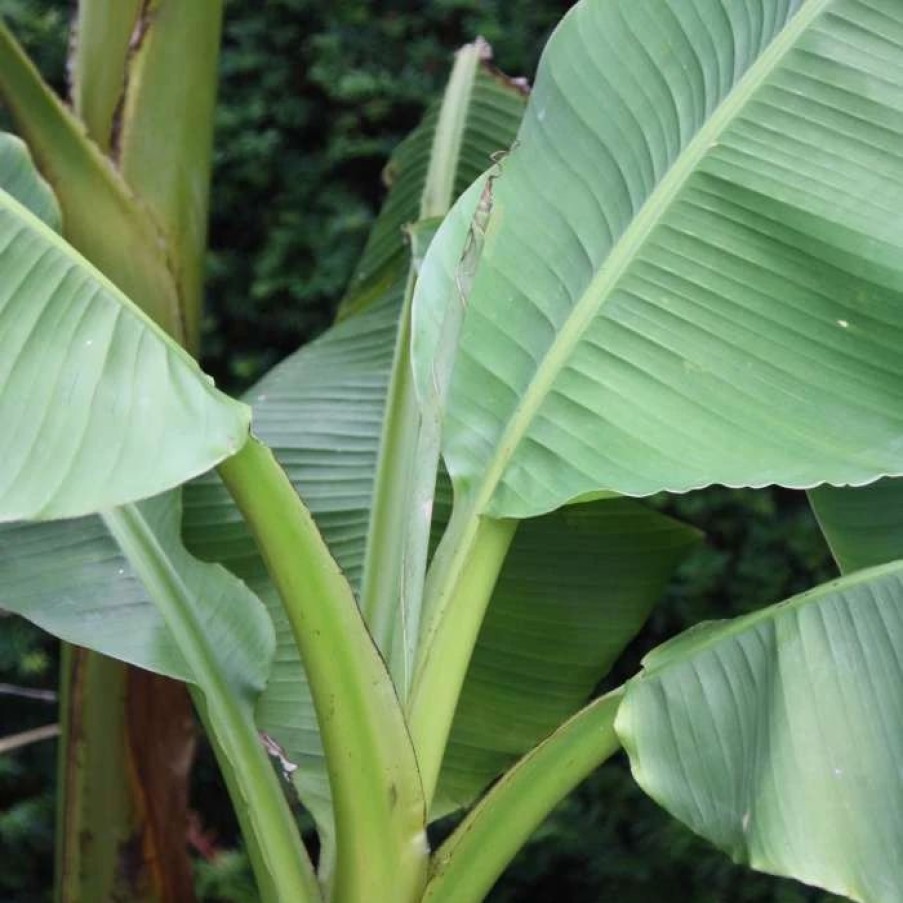 All Ornamental Shrubs * | Musa Basjoo | 12Cm Pot