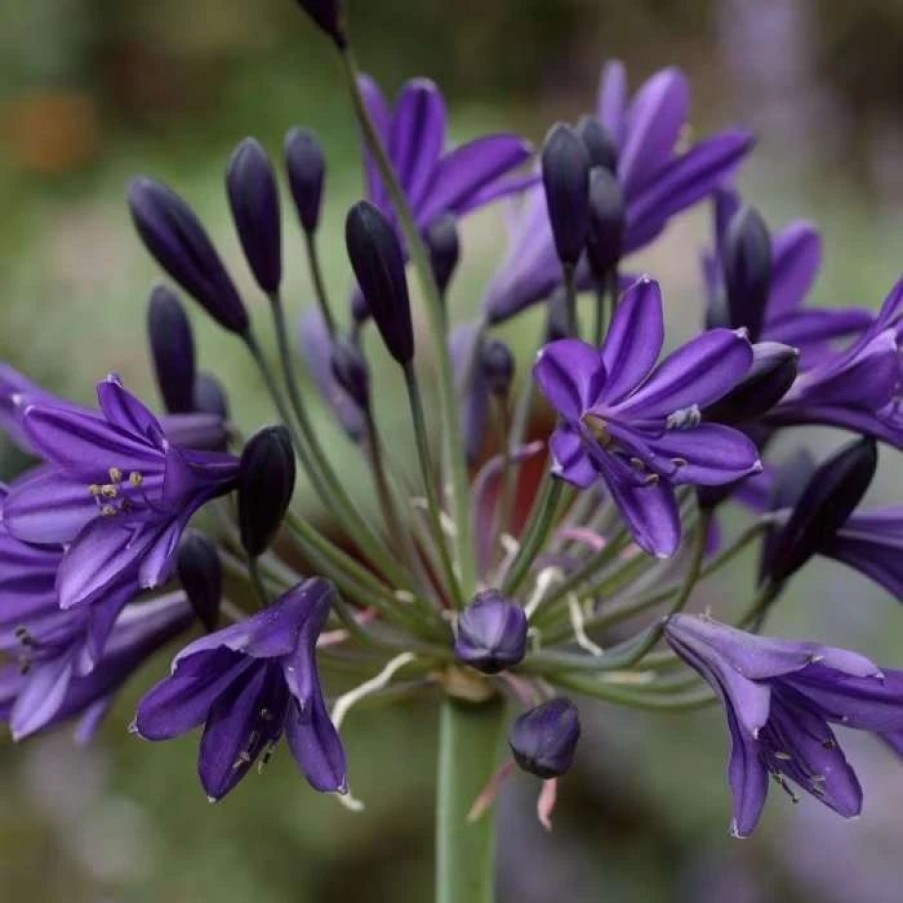 Agapanthus Plants * | Agapanthus Royal Velvet | 9Cm Pot