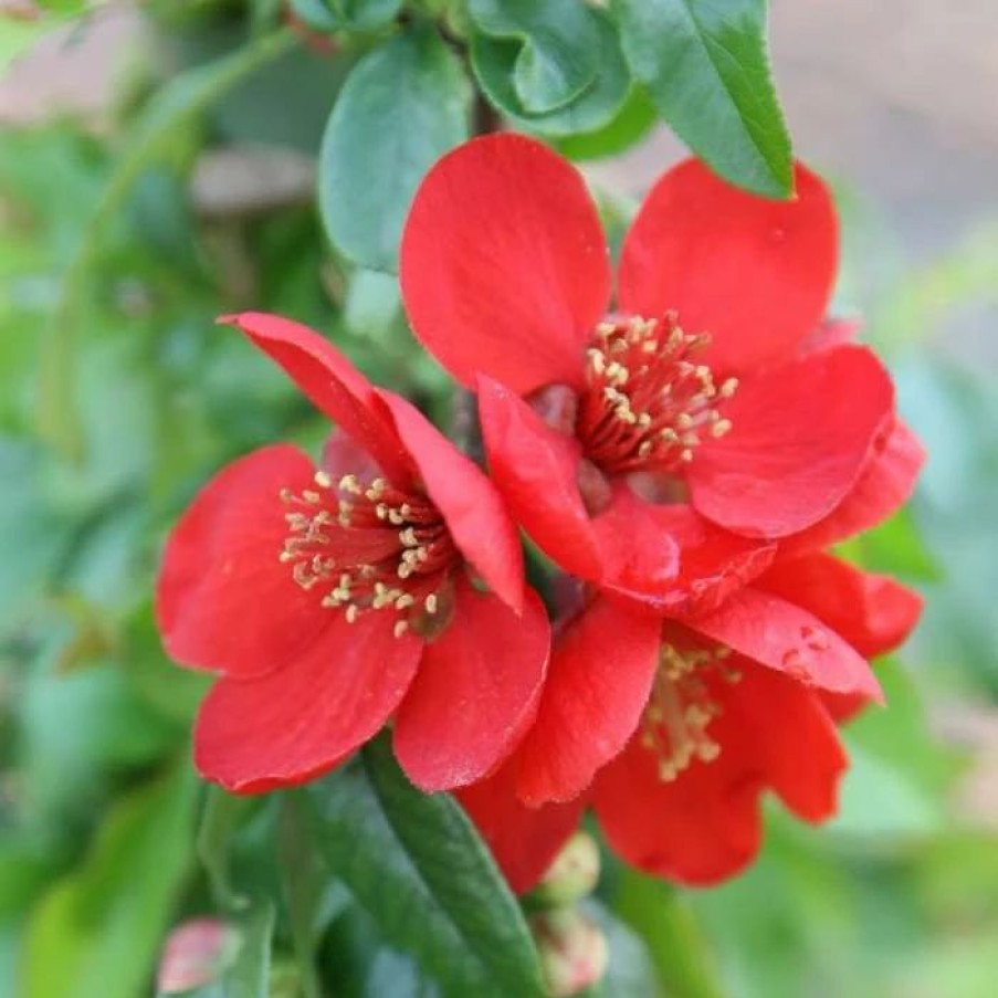 All Ornamental Shrubs * | Chaenomeles Superba Crimson And Gold | 3L Pot