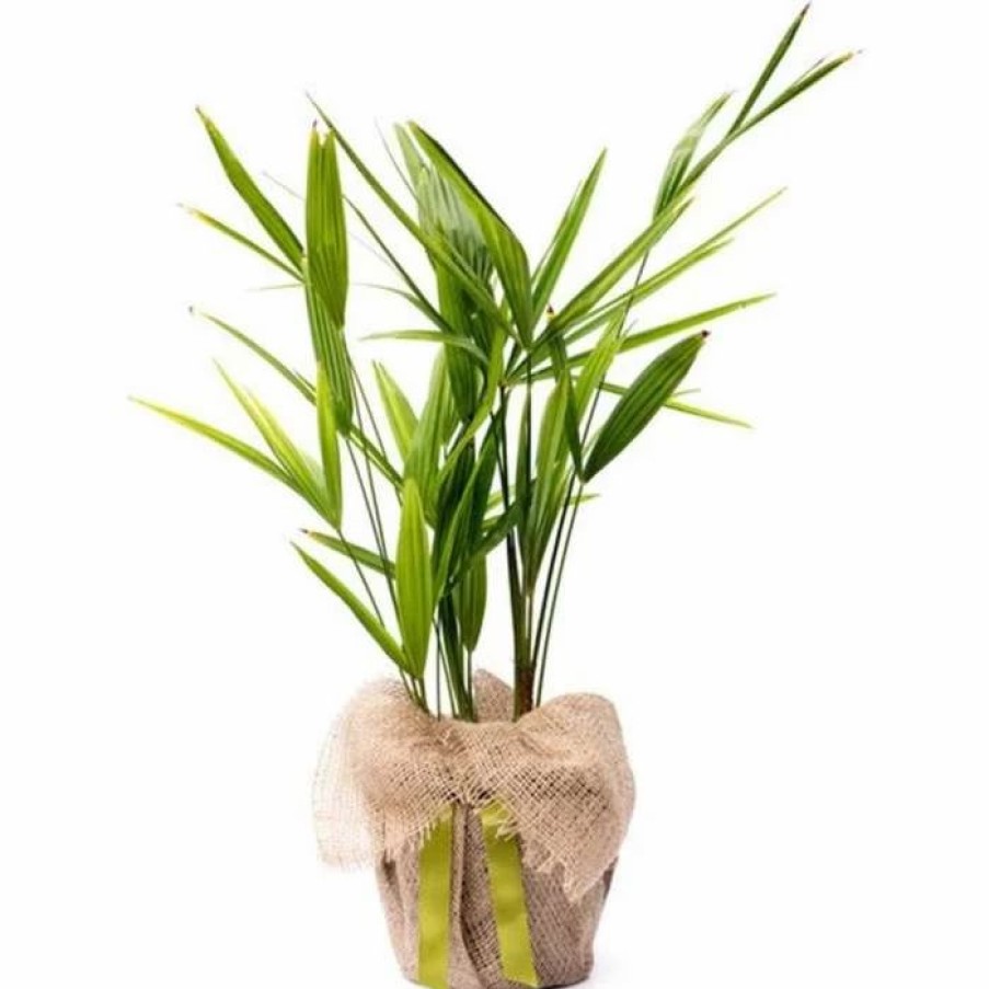 All Ornamental Shrubs * | Trachycarpus Fortunei | 2L Pot