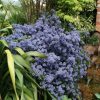 All Ornamental Shrubs * | Ceanothus Puget Blue | 10 Lt Pot