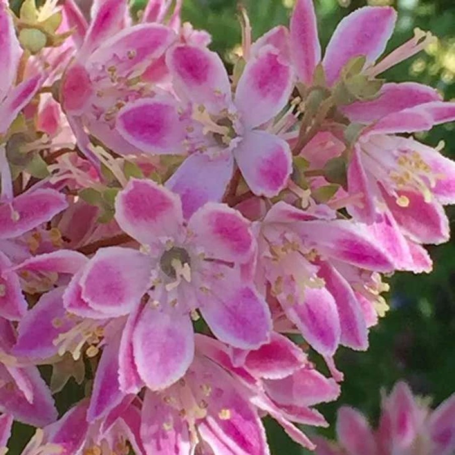 All Ornamental Shrubs * | Deutzia Hybrida Strawberry Fields | 2L Pot