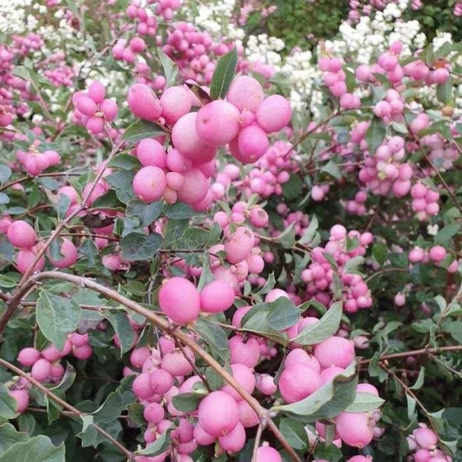 All Ornamental Shrubs * | Symphoricarpos Doorenbosii Magic Berry | 2L Pot